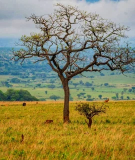 Landscape_at_Kidepo_Valley_National_Park_by_Tracy_Precious_Musiimenta