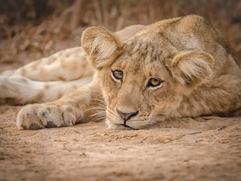 Lion cub relaxing after a playful morning. Murchison Falls NP, Uganda