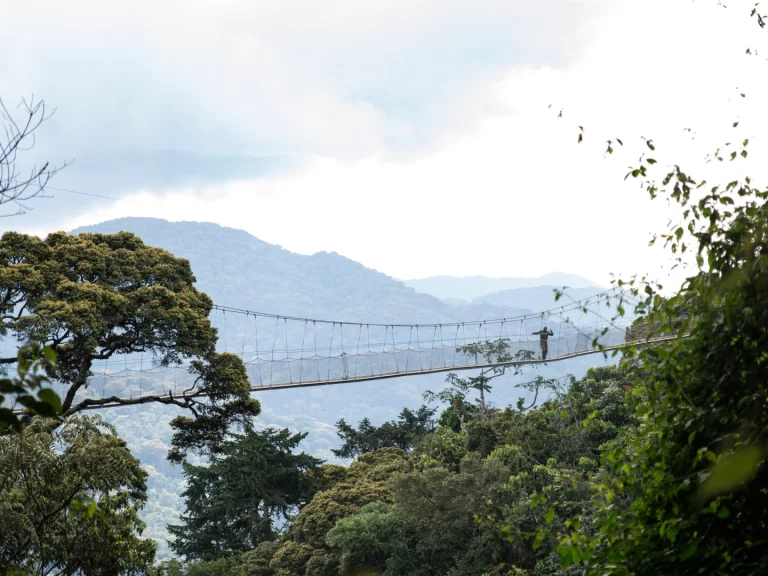 Nyungwe_Canopy_Walk Nyungwe_Canopy_Walk