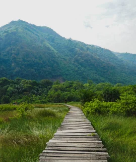 Path_for_visitors_in_Semuliki_National_Park,_middle_-_1_Feb_2020