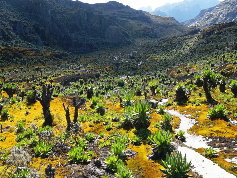 Rwenzori_Mountains Rwenzori_Mountains