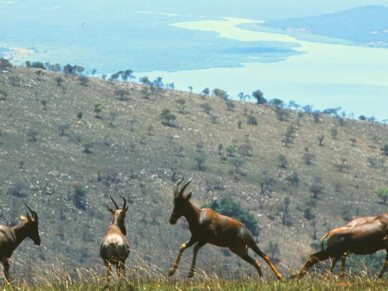 Topi_in_Akagera_National_Park Topi_in_Akagera_National_Park