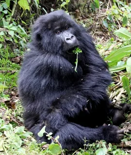 uzuri uganda safaris - contact bg