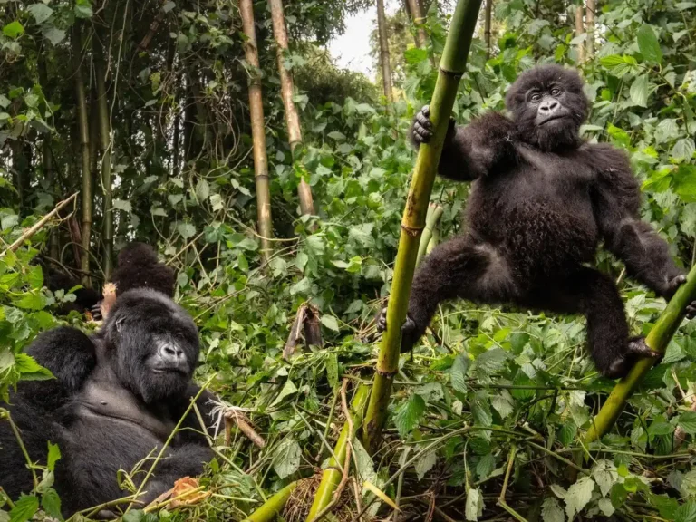 gorilla