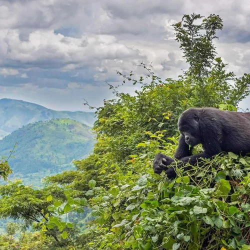 gornaia-gorilla-natsionalnyi-park-bvindi-impenetreibl-uganda