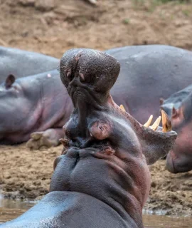 hippo-hippopotamus-amphibius-in-the-river-2023-11-27-05-07-10-utc