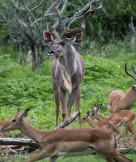 kudu-buck-deer-relaxing-in-the-kruger-national-saf-2023-11-27-04-55-29-utc